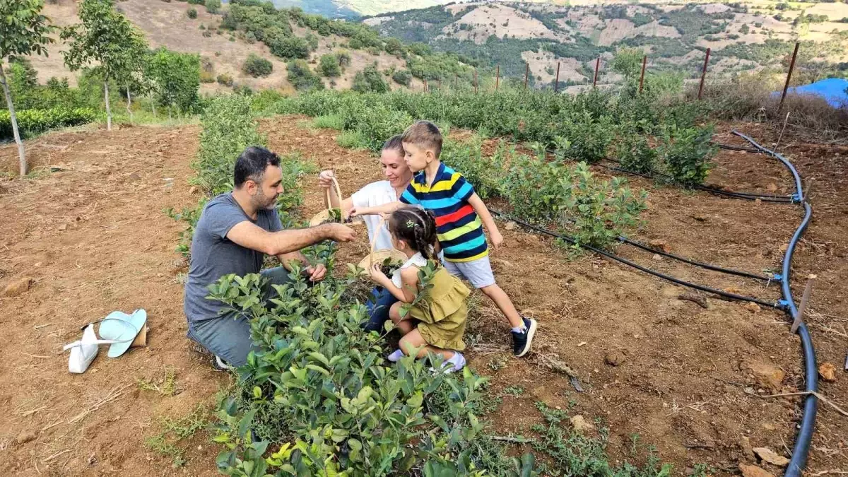 Sındırgı\'da Aronya Meyvesinin İlk Hasadı Yapıldı