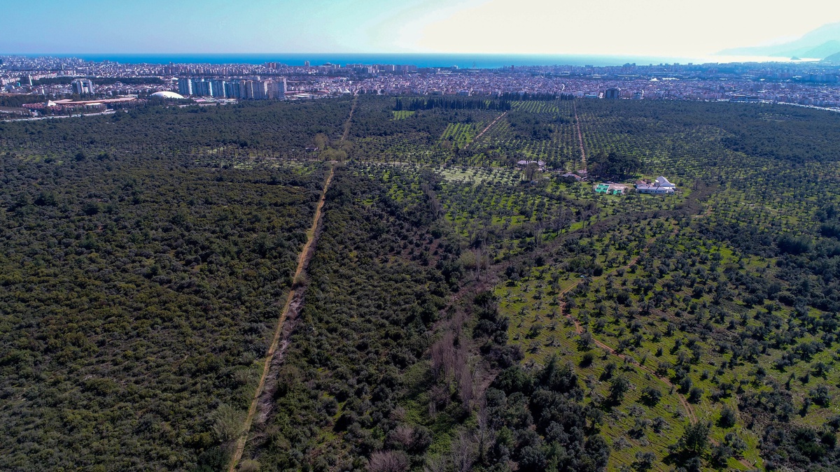 Antalya\'da Zeytin Rekoltesinde Yüzde 55 Artış