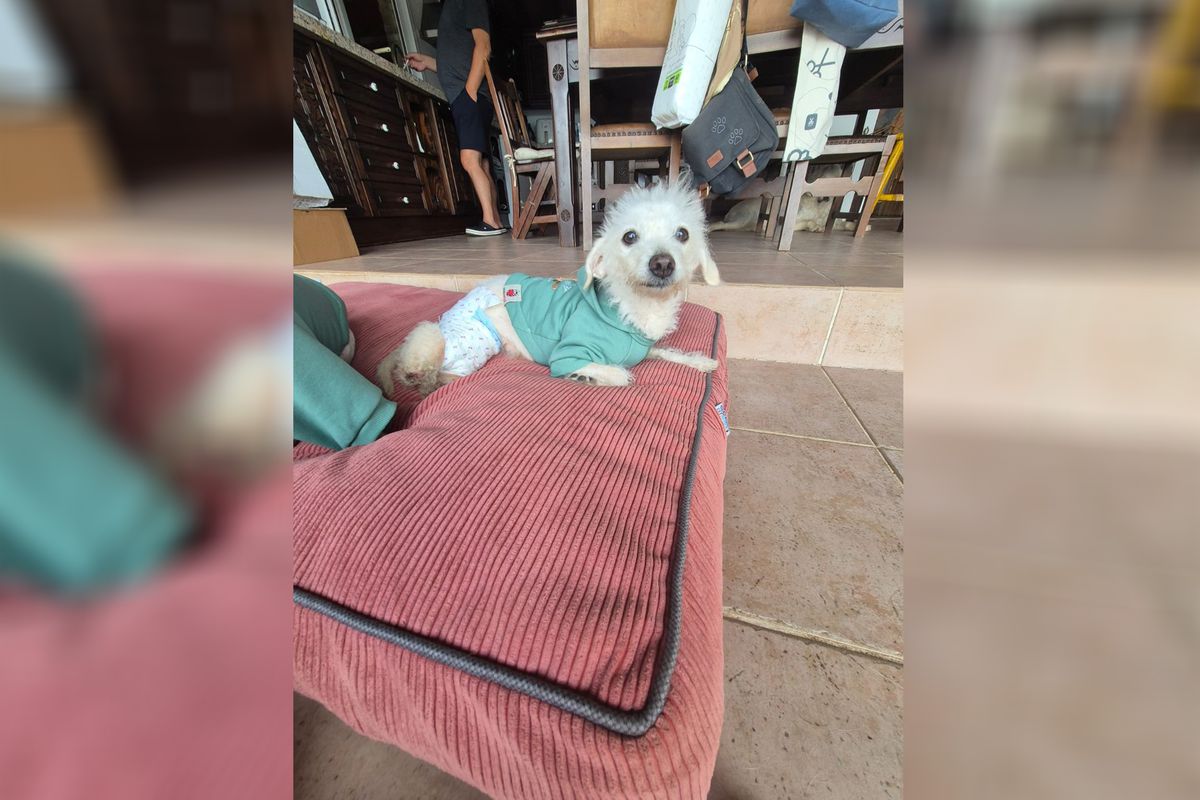 Şirin Köpeğe Yeni Yuvası