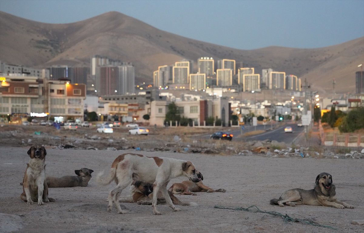 Süleymaniye\'de Sahipsiz Köpek Tehdidi