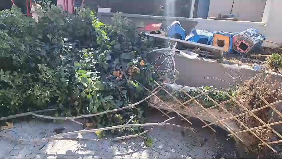 Kadıköy\'de devrilen ağaç olası faciayı önledi