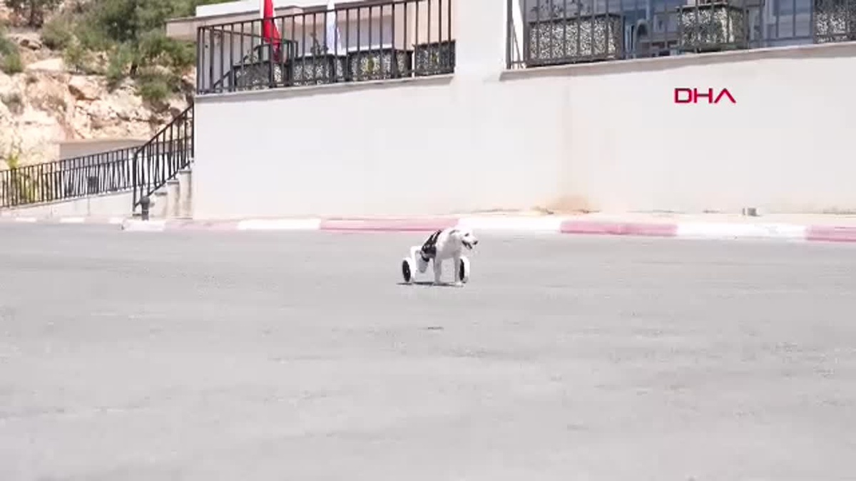 Şirin köpek İstanbul\'da yeni yuvasına kavuştu