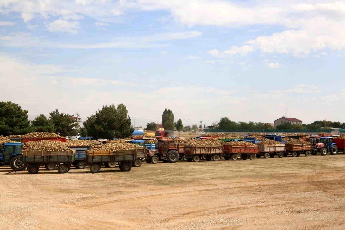 Muş\'ta 43. Şeker Pancar Alım Kampanyası Başladı