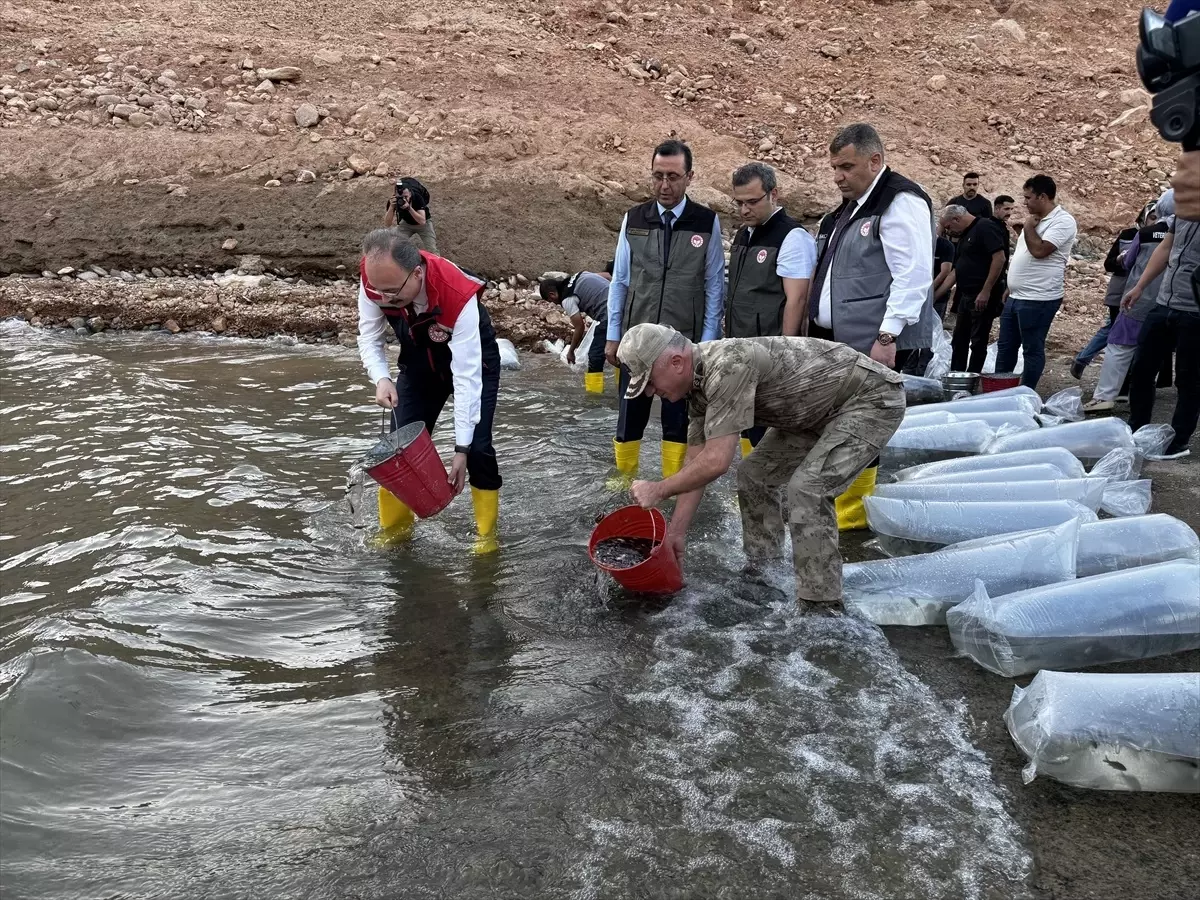 Siirt\'te 1 Milyon Sazan Yavrusu Bırakıldı