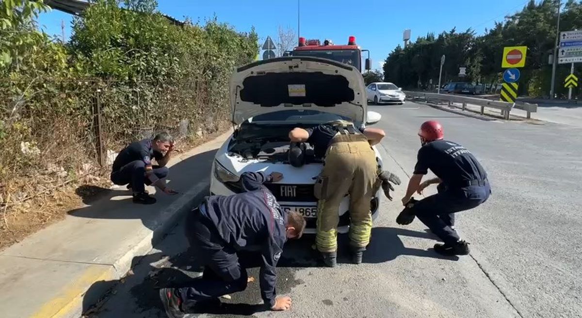 Kanalizasyonda Mahsur Kalan Kediler Kurtarıldı
