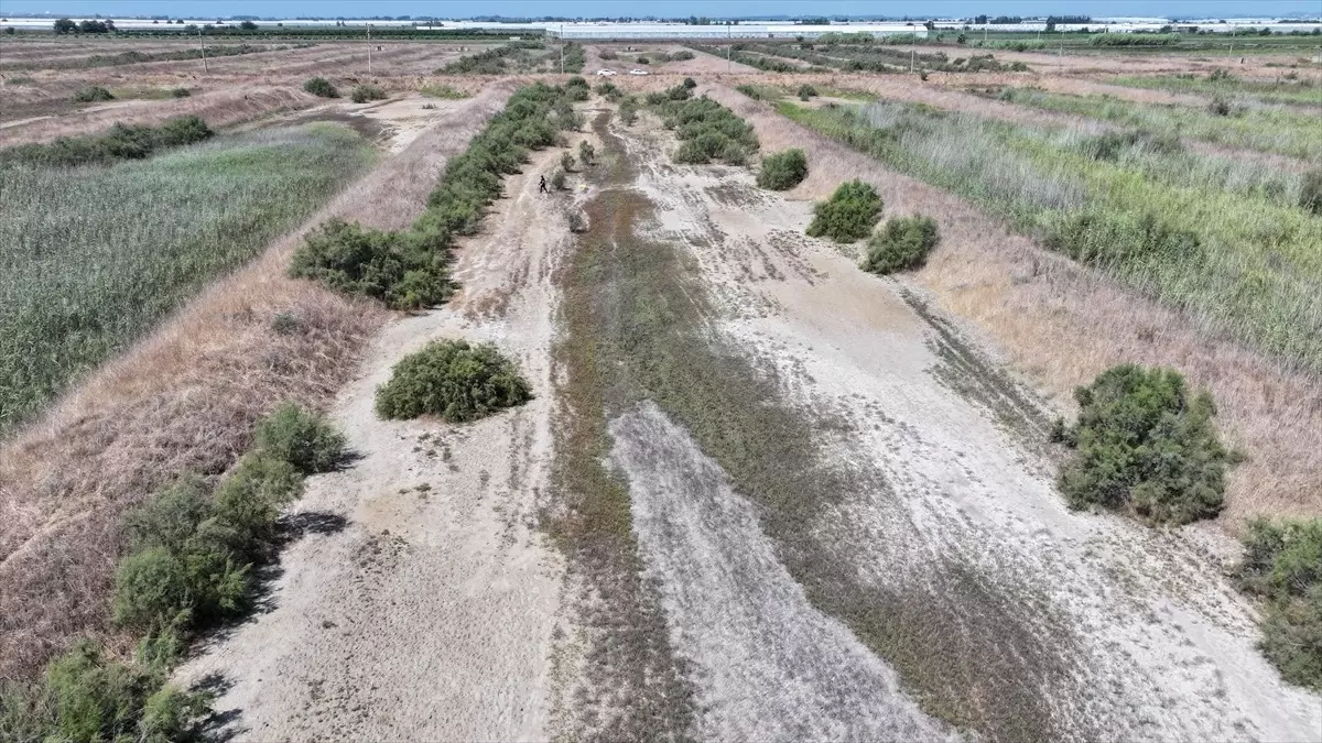 Manavgat\'ta Deniz Börülcesi Üretimi