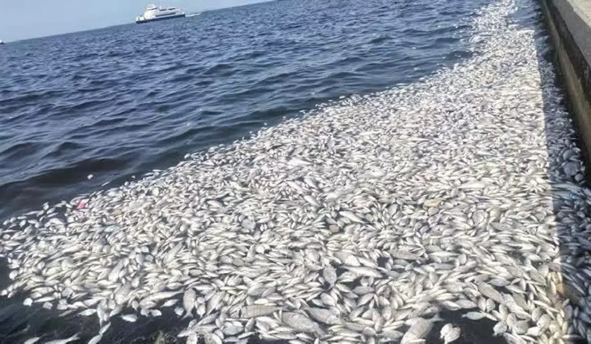 İzmir Körfezi için Acil Eylem Planı Hazırlanıyor