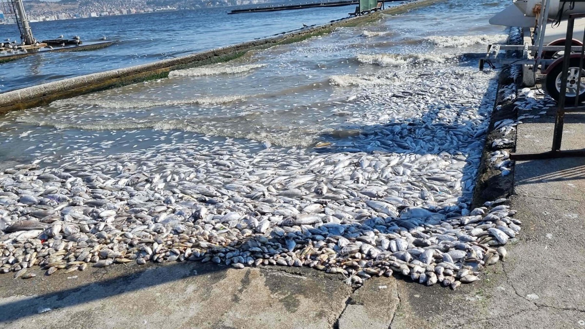Ege\'de Balık Avı Düşüşte