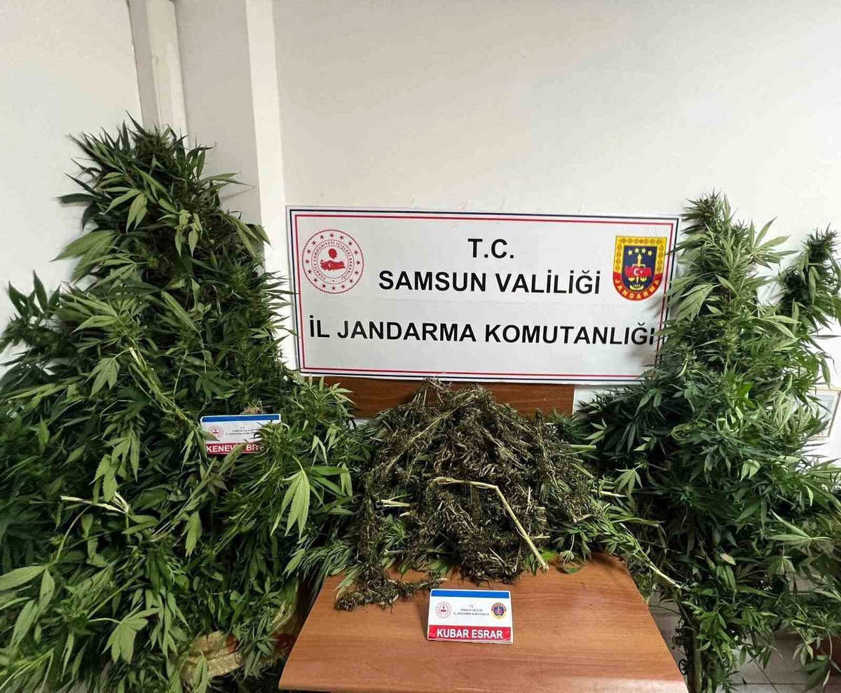Samsun\'da 7 Kilo Esrar ve Kenevir Ele Geçirildi