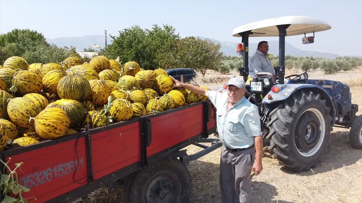 Kırkağaç Kavunu Kış İçin Hazır