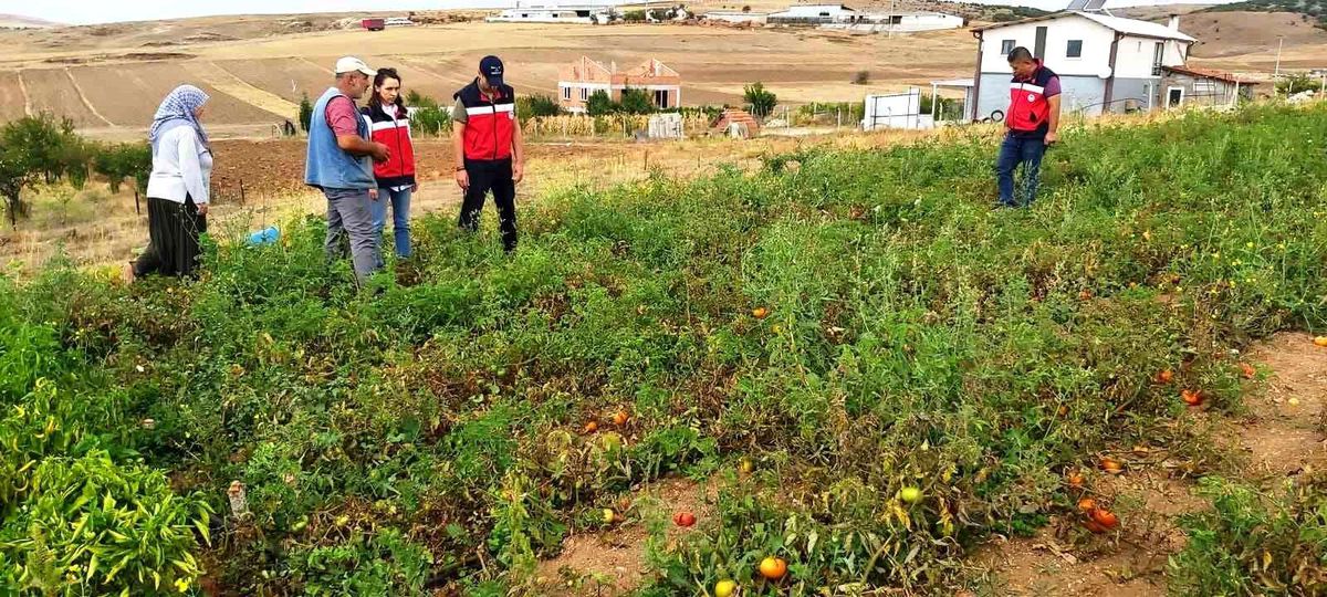 Kütahya\'da Domates ve Biber Fide Kontrolleri