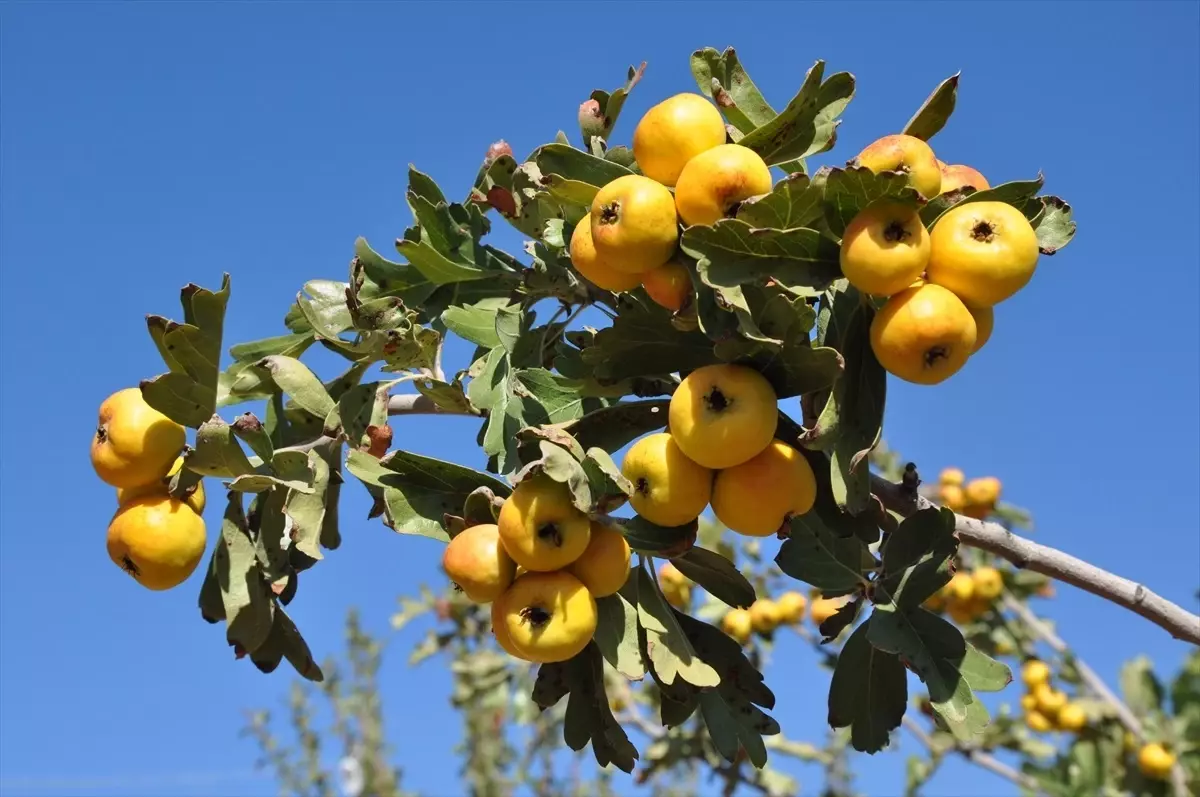 Silifke\'de Alıç Hasadı Başladı