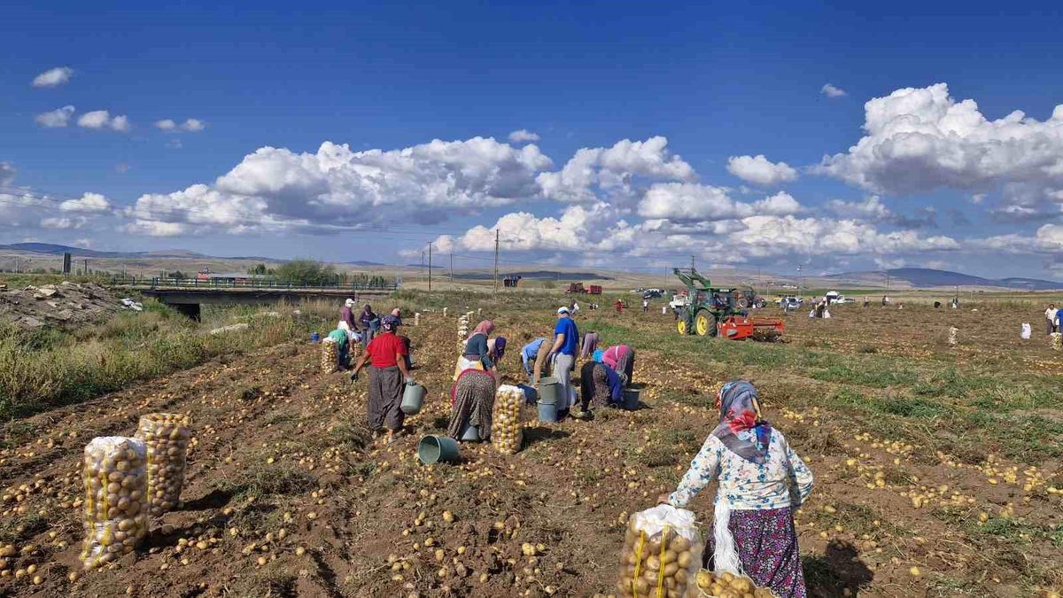 Çiftçiden Ücretsiz Patates Dağıtımı