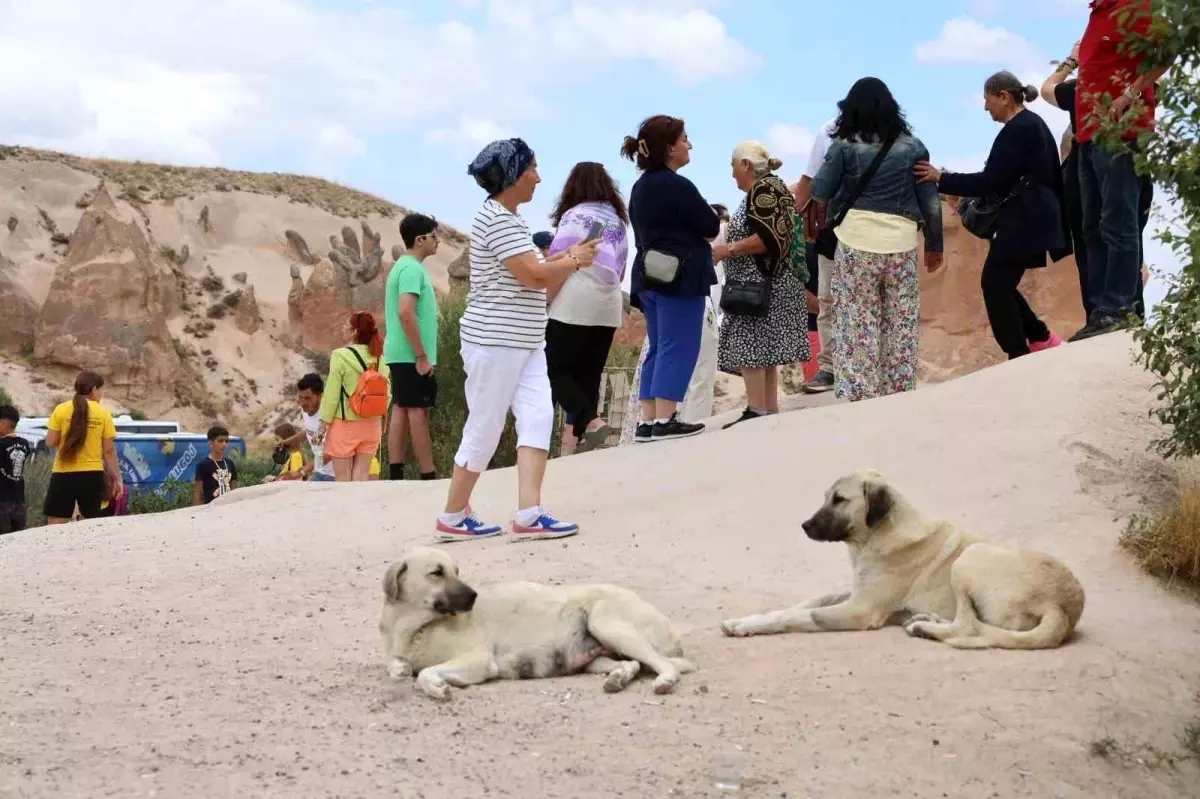 Sokak Köpeği, Avustralyalı Turiste Saldırdı