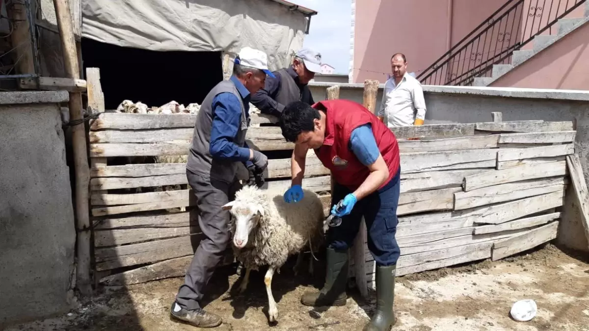 Afyonkarahisar\'da Hayvan Aşılama Çalışmaları