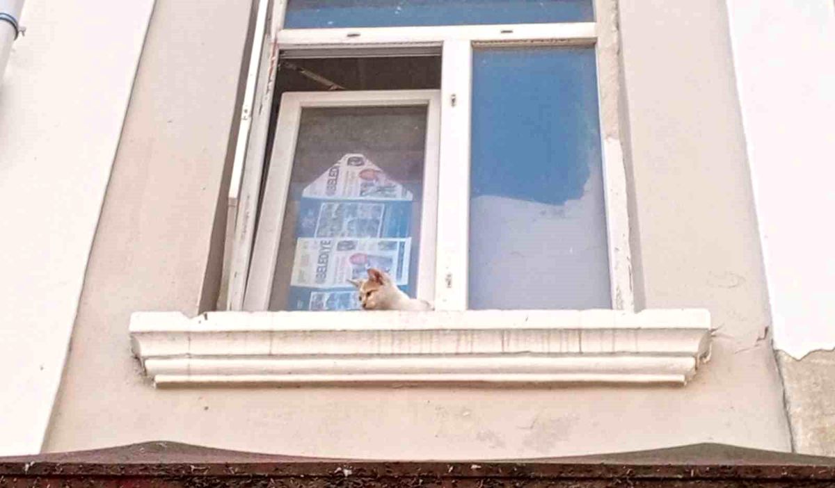 Samsun\'da Sıkışan Kedi İtfaiye Ekipleri Tarafından Kurtarıldı