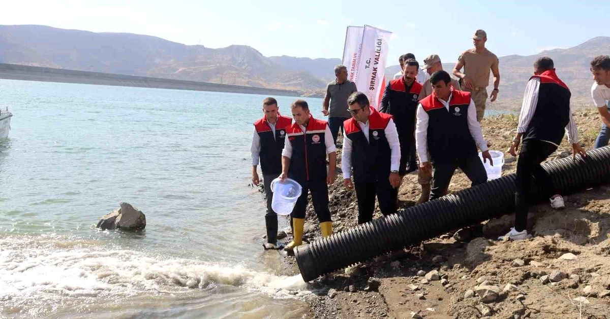 Şırnak\'ta 1,65 Milyon Sazan Yavrusu Bırakıldı