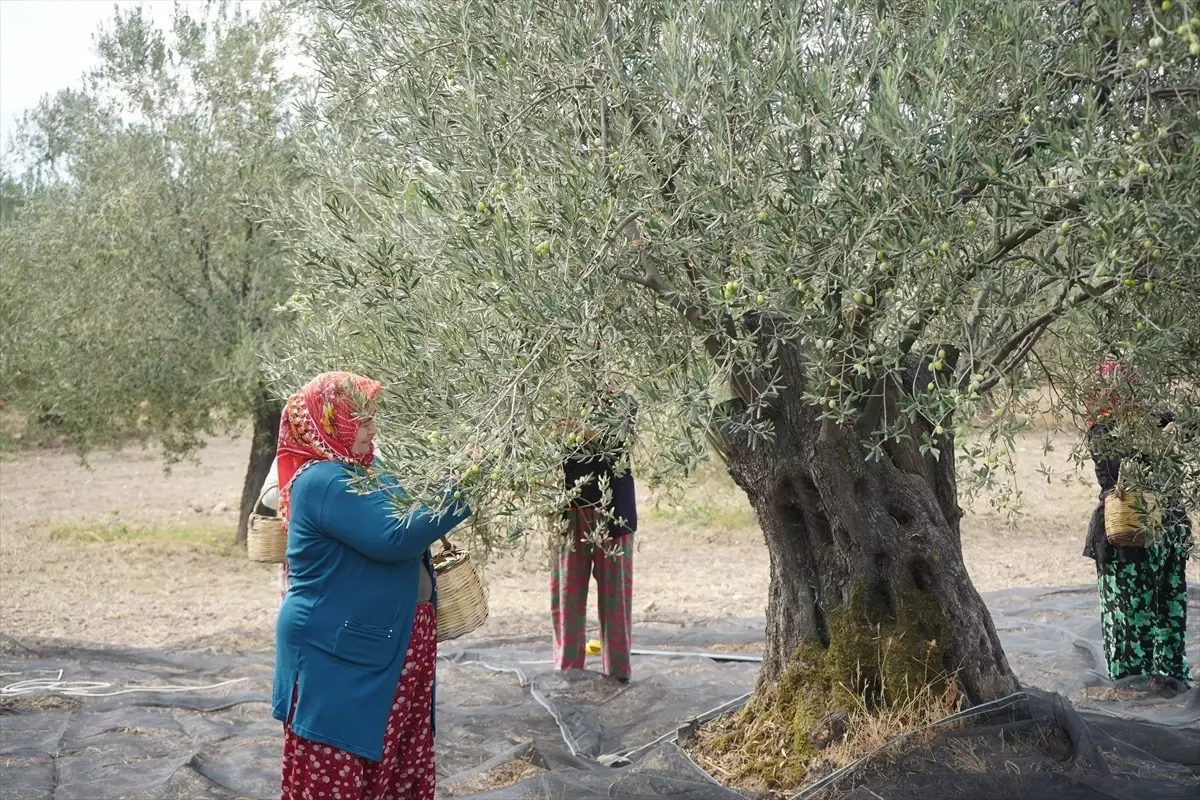 Ayvalık\'ta Zeytin Hasadı Başladı