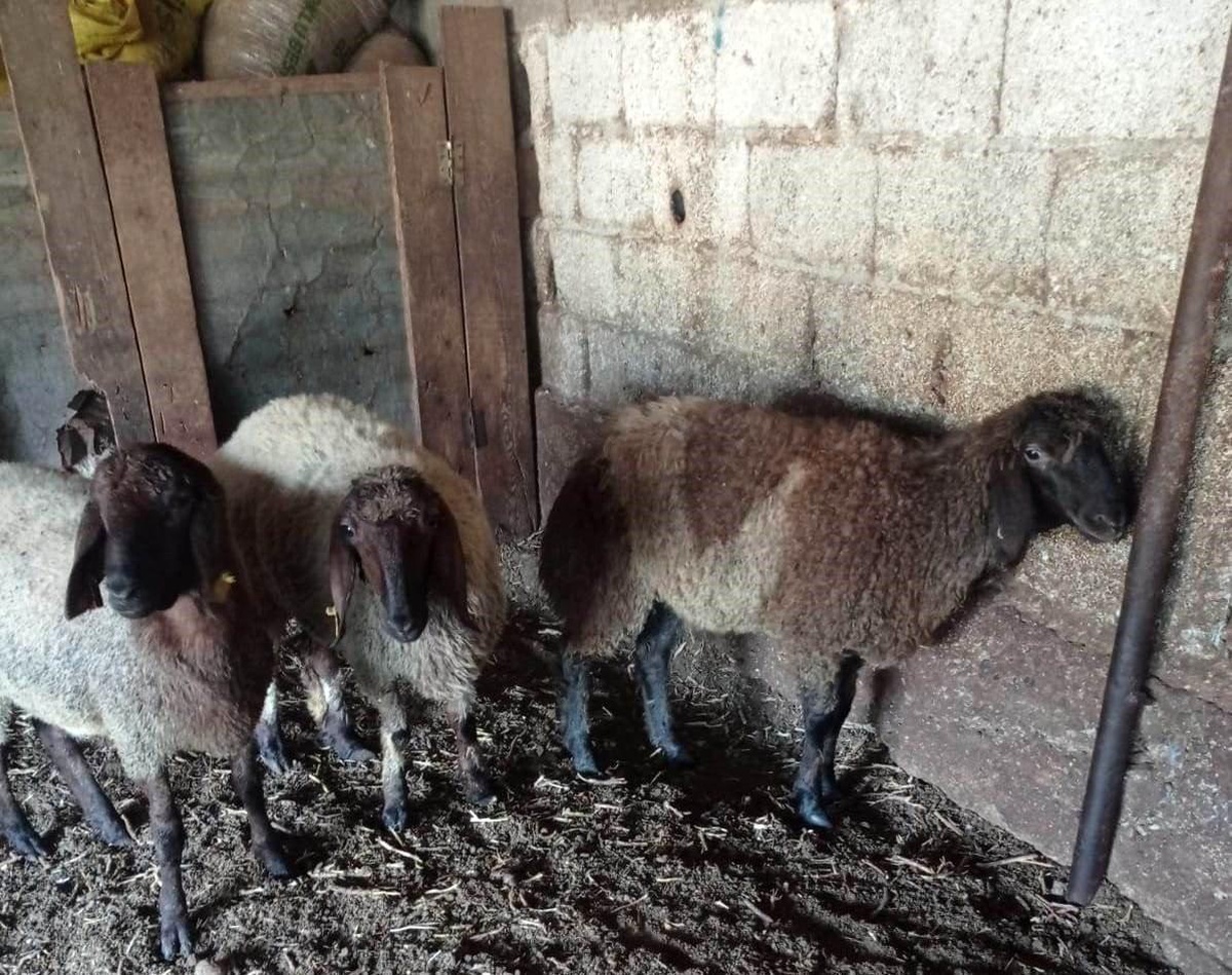 Tarsus\'ta Başka Köpekler Koyunlara Saldırdı