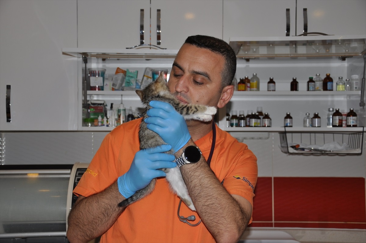 Eskişehir\'de Tavuk Gibi Ses Çıkan Kedi Yavrusuna Tedavi Başladı