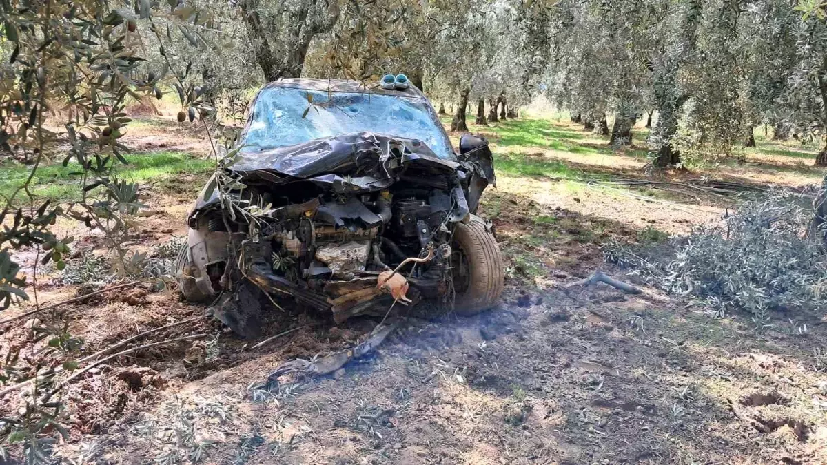 İznik\'te Kontrolden Çıkan Araç Zeytin Ağaçlarını Biçti