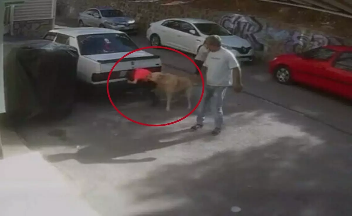 Köpek Saldırısında Yaralanan Çocuk