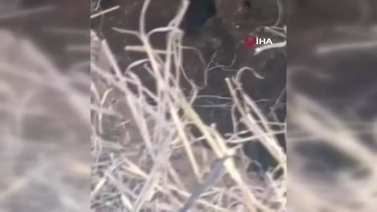 Kaybolan Keçi Definecilerin Çukurunda Bulundu