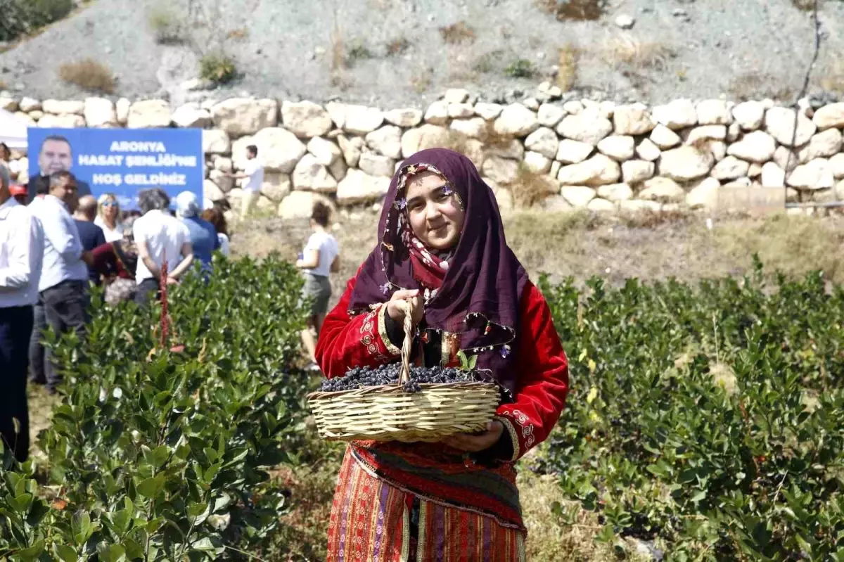 Antalya\'da Aronya Meyvesi Hasadı Başladı