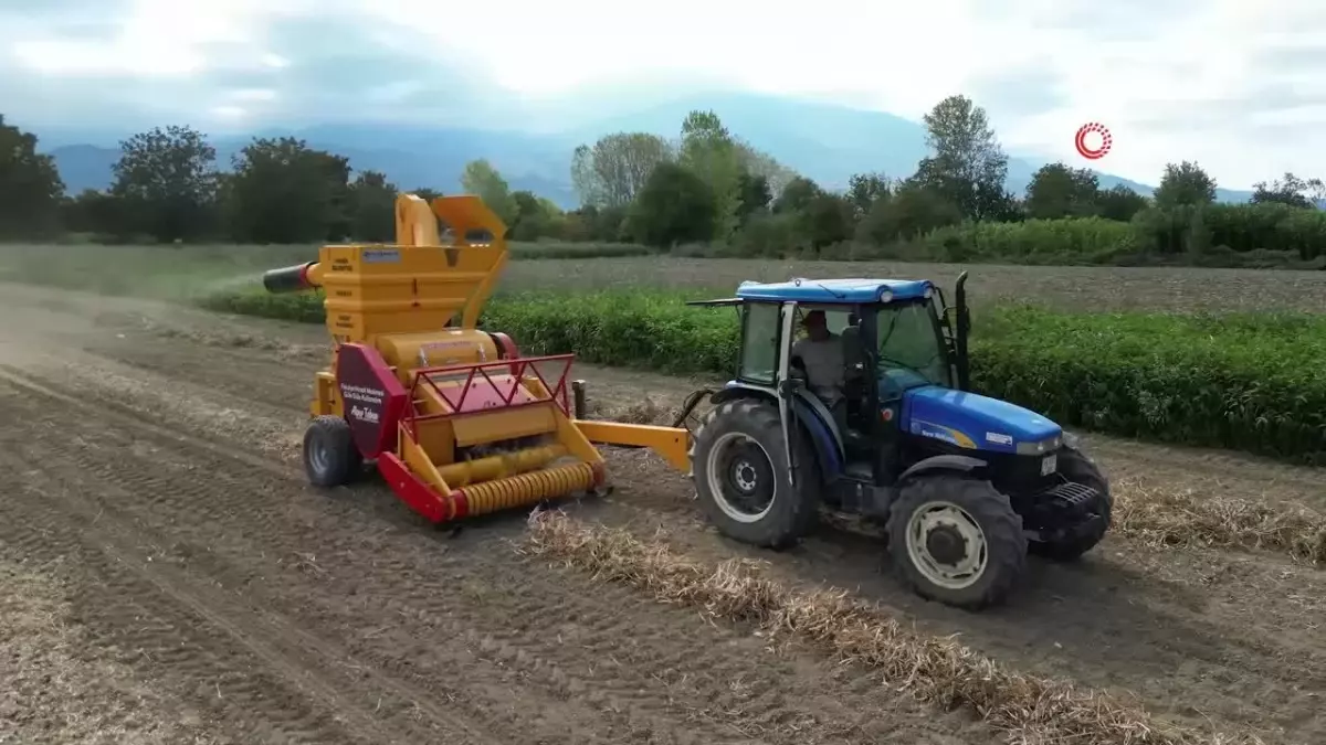 Cerrah Kuru Fasulyesi Hasat Sezonu Açıldı