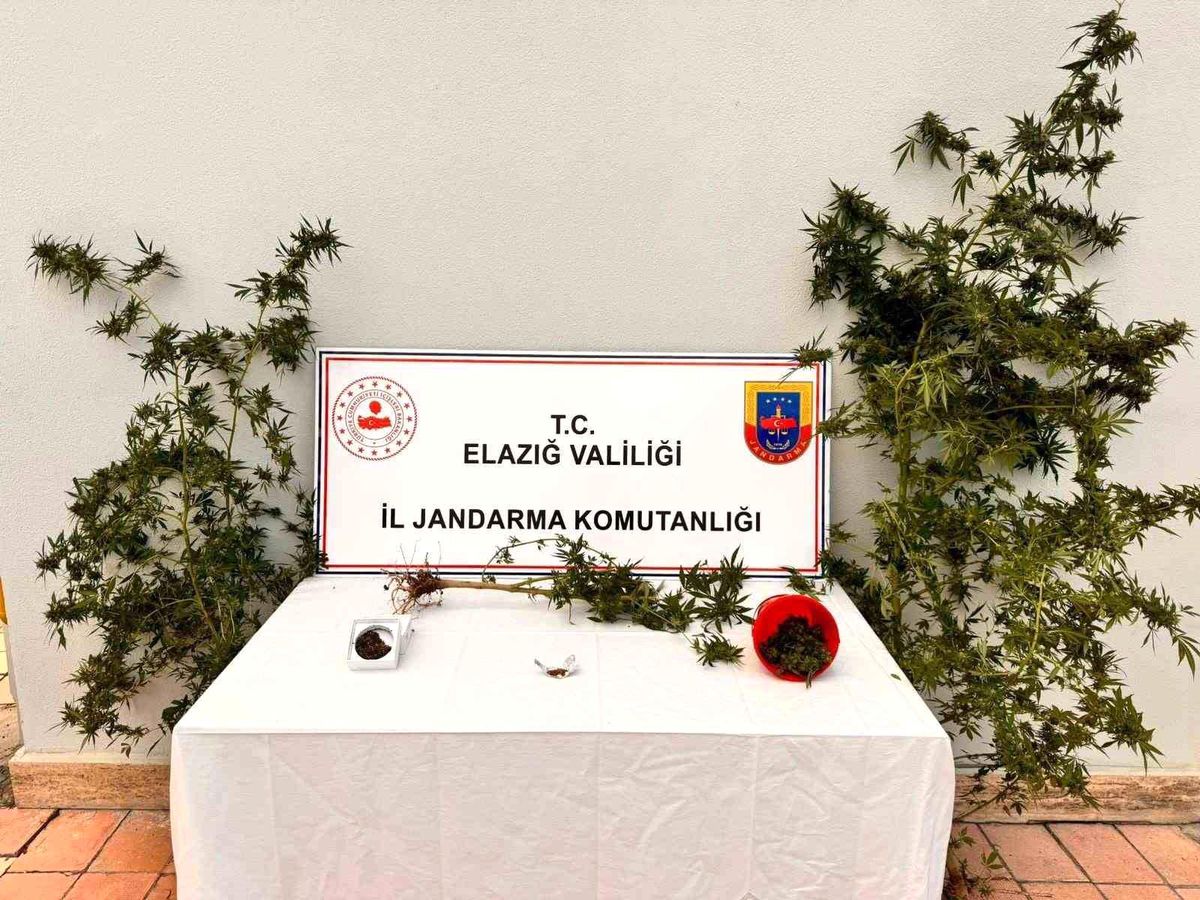 Elazığ\'da Uyuşturucu Ekimi Yapılmasına Operasyon