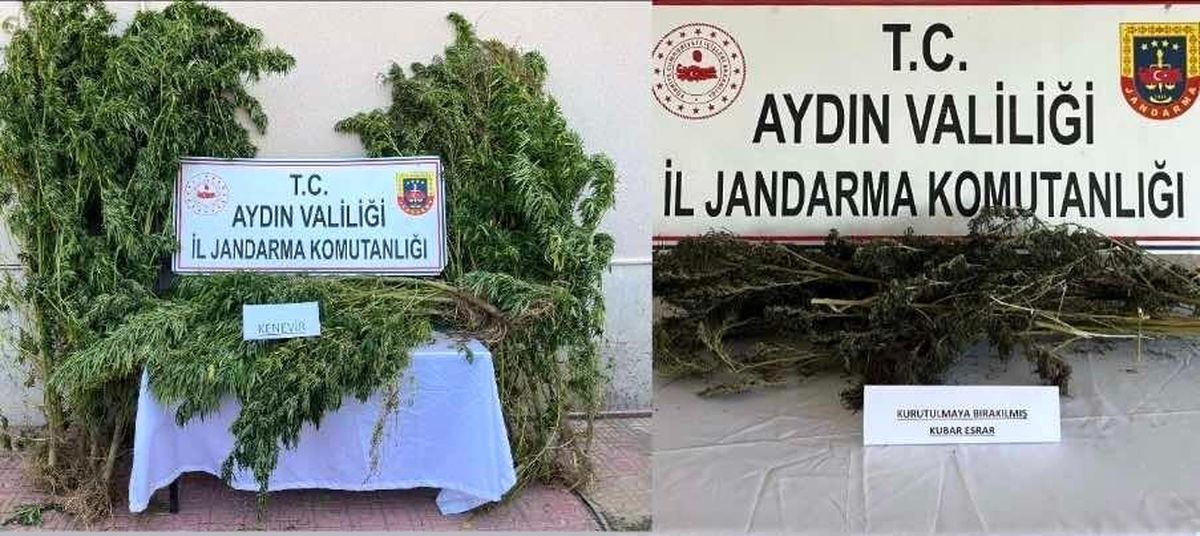 Nazilli\'de 153 Kök Kenevir ve Uyuşturucu Ele Geçirildi