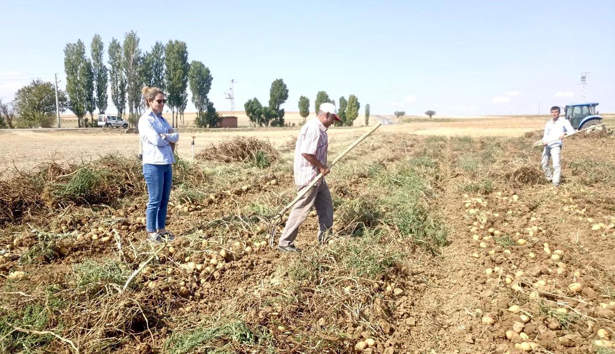 Patates Hasadında Tarımsal Destek
