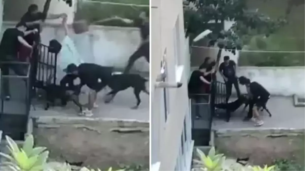 Pitbull dehşeti anbean kamerada! Ne yaptılarsa kurtaramadılar, gencin çığlıkları sokağı inletti