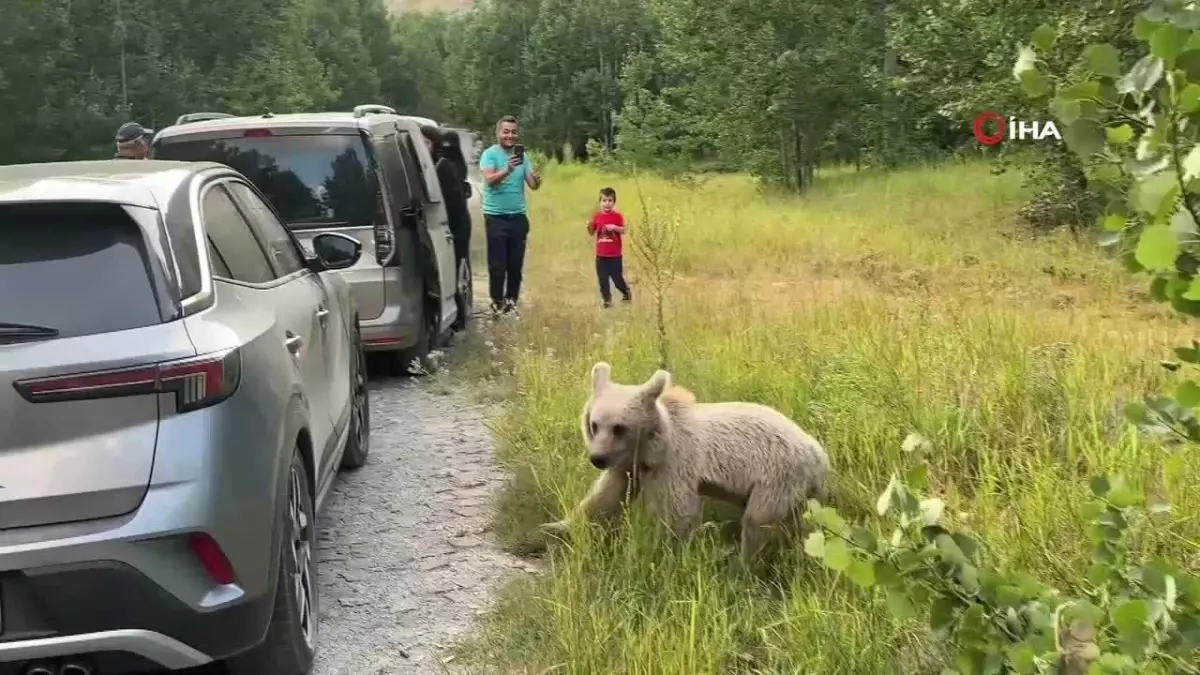 Ayıya Selfie ve Cips İkramı
