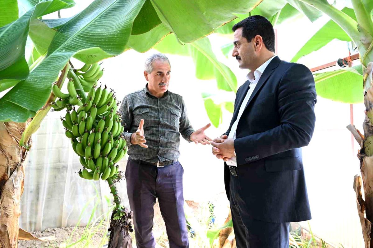 Battalgazi\'de Muz Üretimi İçin Yeni Sera Kuruldu