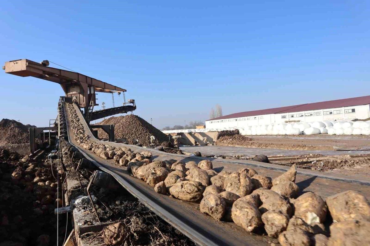 Malatya Şeker Fabrikası\'ndan 55 Bin Ton Şeker Hedefi