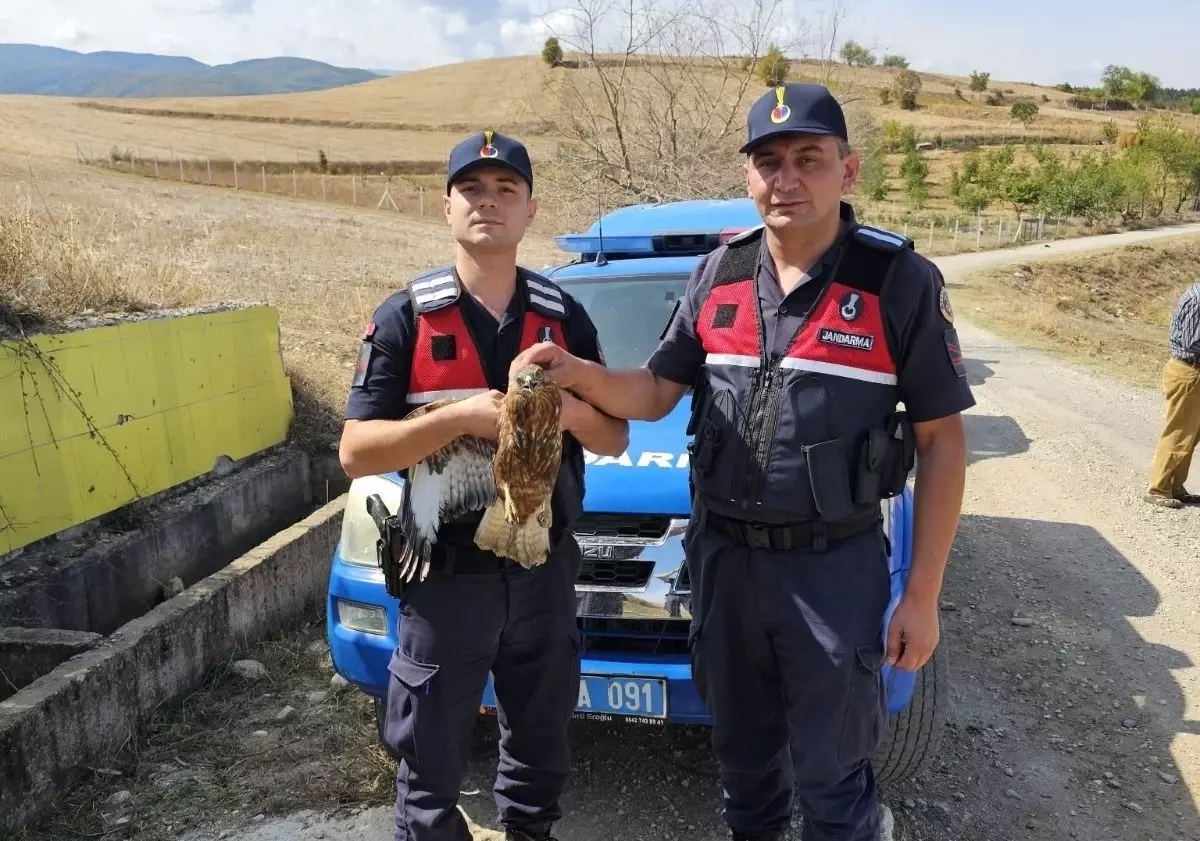 Yaralı Kızıl Şahin Koruma Altında