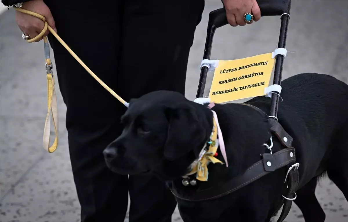 Görme Engelli Huri, Rehber Köpeği ile Yurt Dışına Seyahat Etti