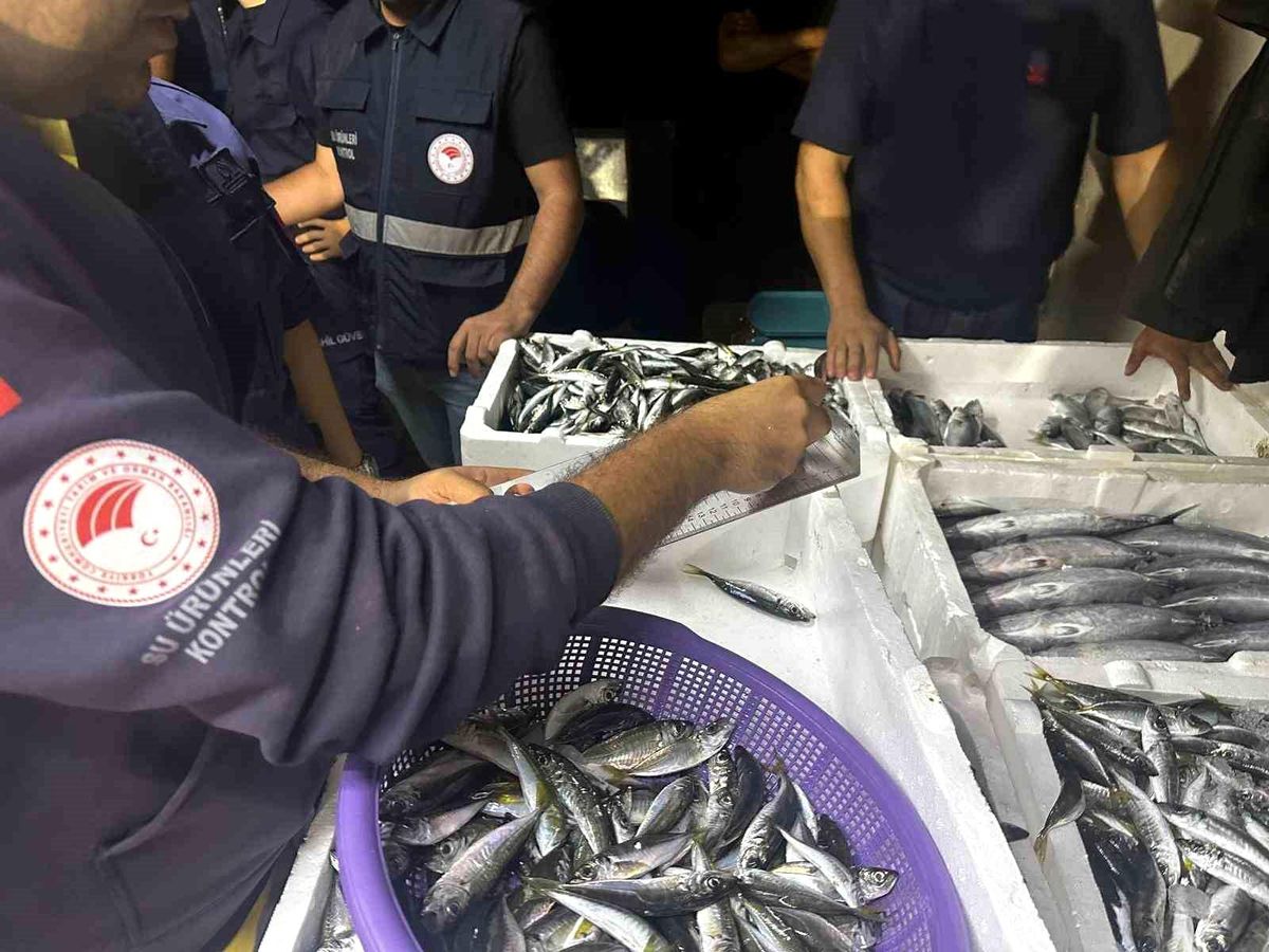 Düzce\'de 1,5 Ton Yasa Dışı Balığa El Konuldu