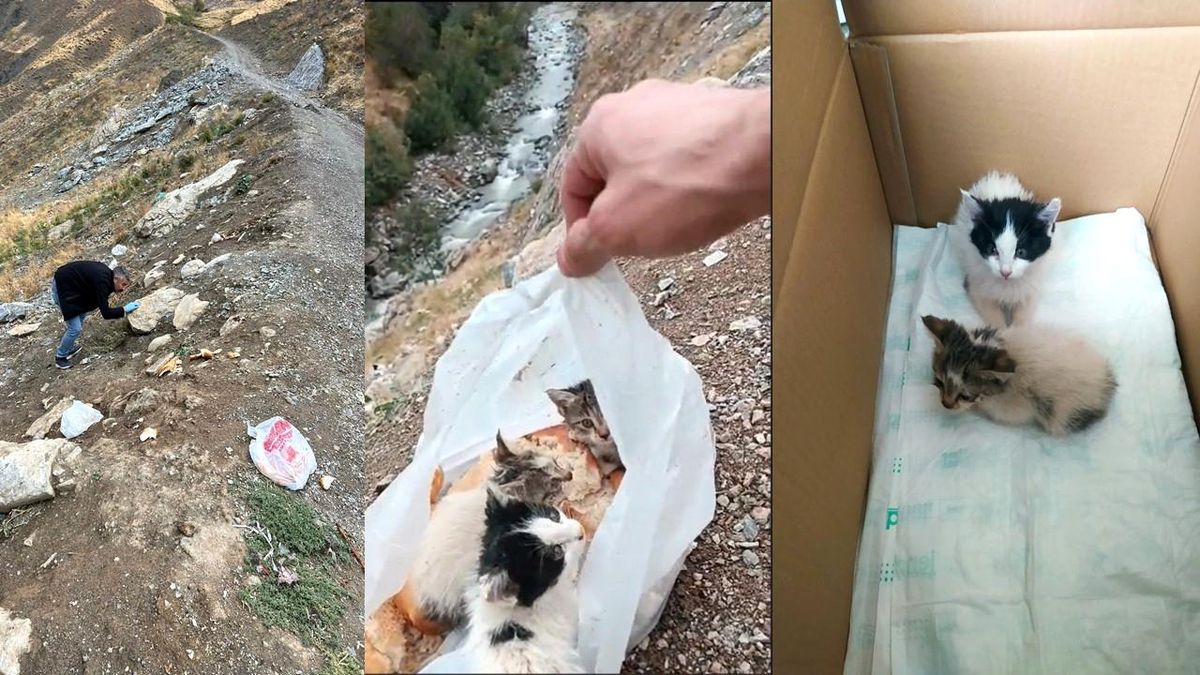 Hakkari\'de Poşete Konulmuş Yavru Kediler Kurtarıldı