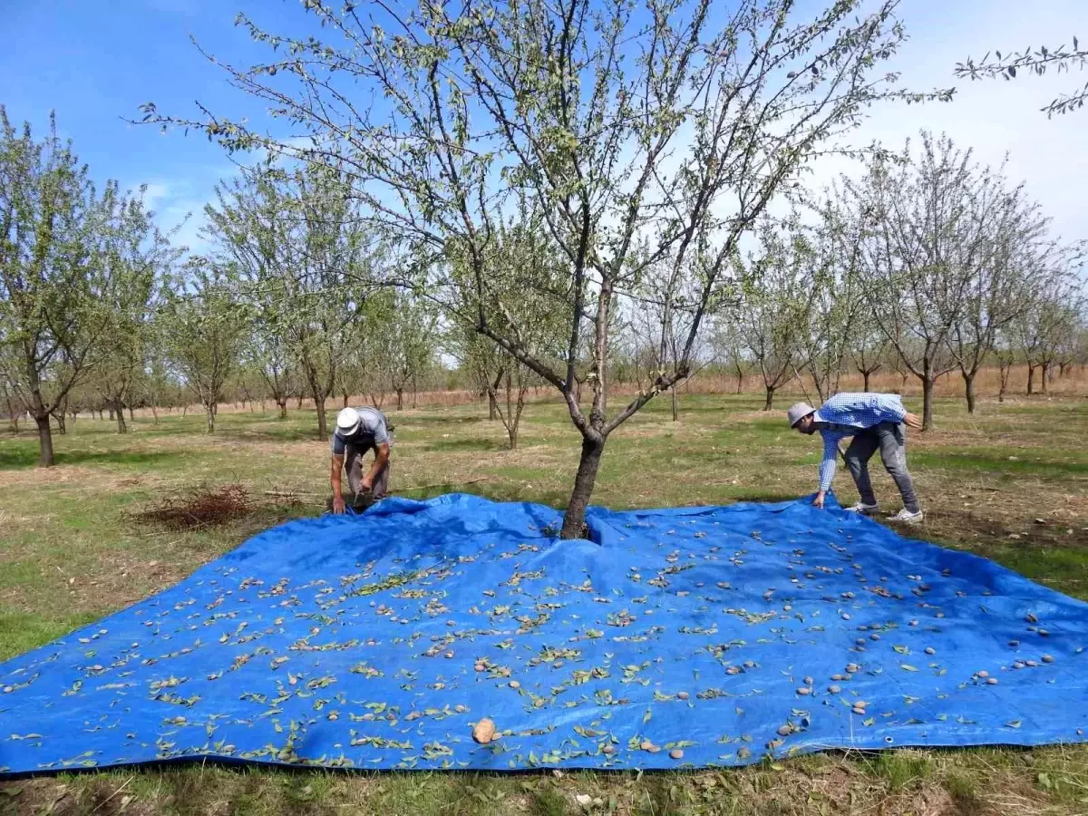 Edirne\'de Badem Üretimi Yeniden Canlanıyor