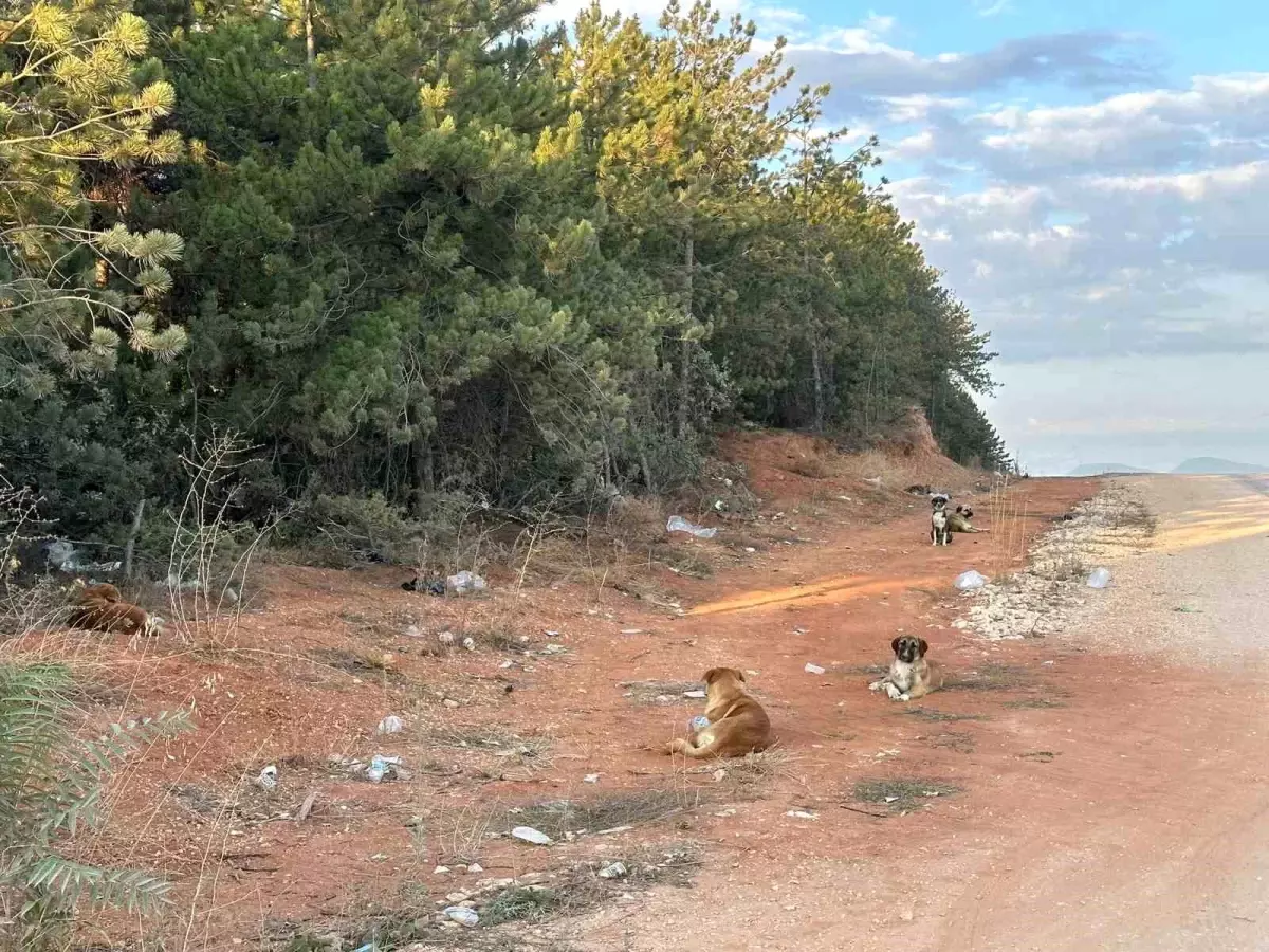 Bilecik\'te Başıboş Köpek Sorunu