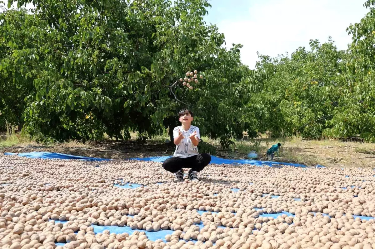 Kahramanmaraş\'ta Ceviz Hasadı Sevinci