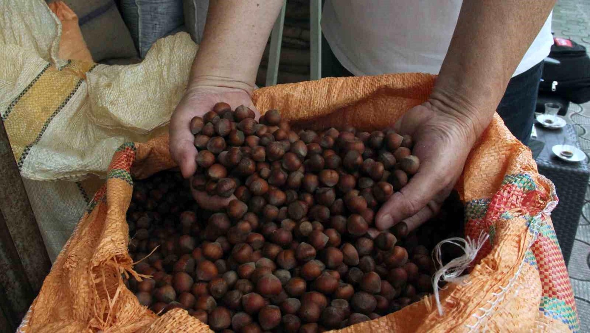 Giresun\'da Fındık Fiyatları Düşmeye Devam Ediyor