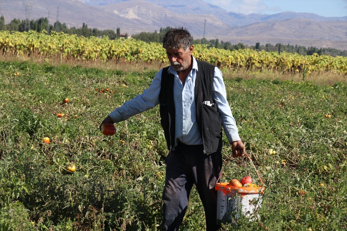 Ağrı\'da Sebze Üretimi Artıyor