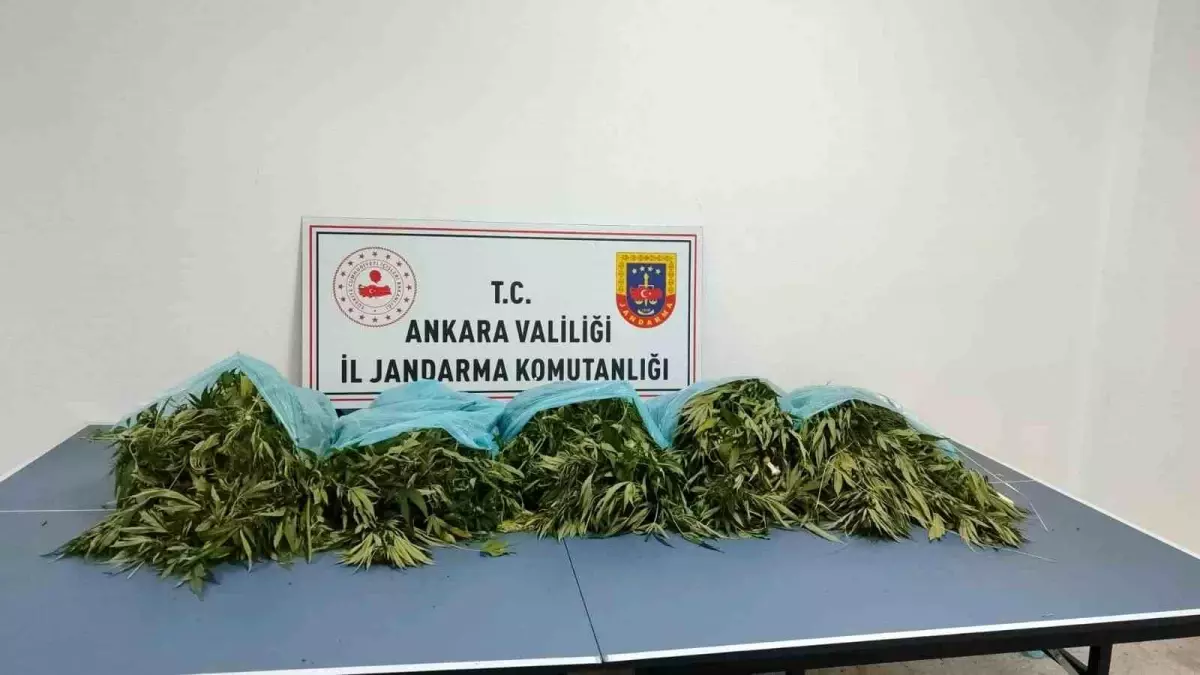 Çamlıdere\'de 25 Kilogram Esrar Ele Geçirildi