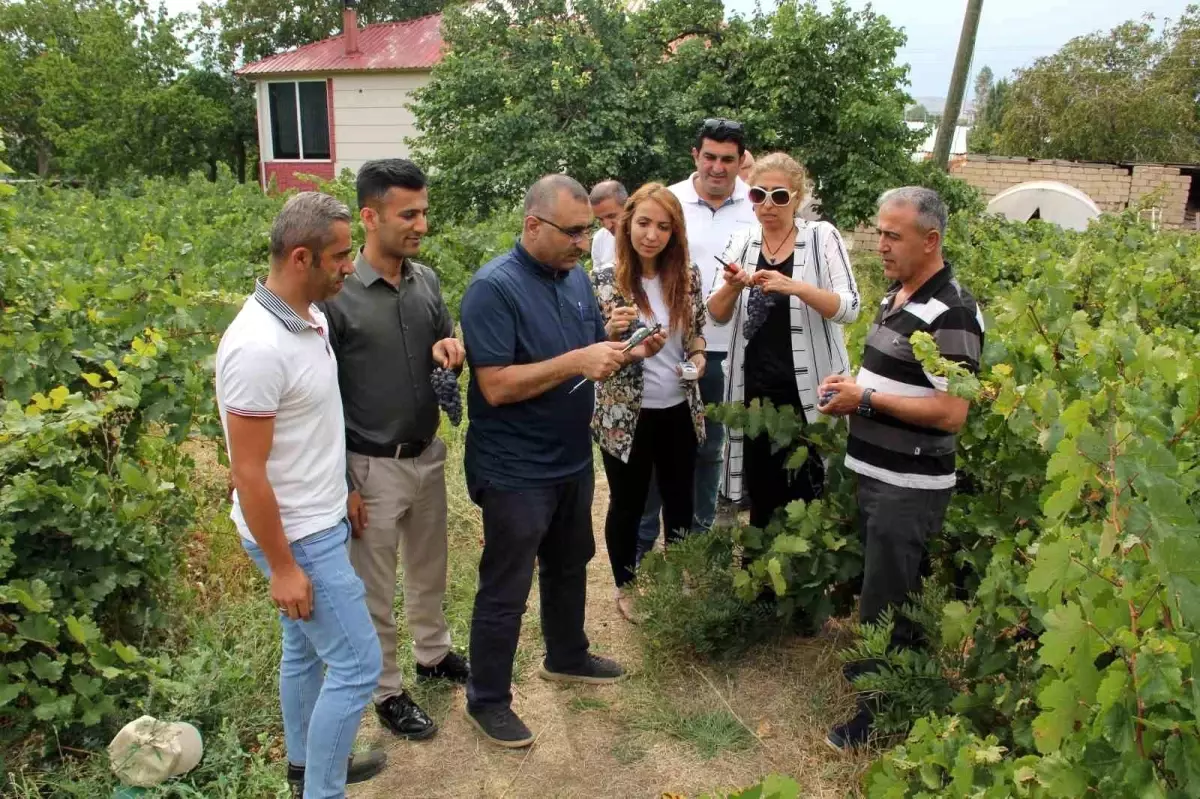 Erciş Üzümü Denetimlerden Geçti