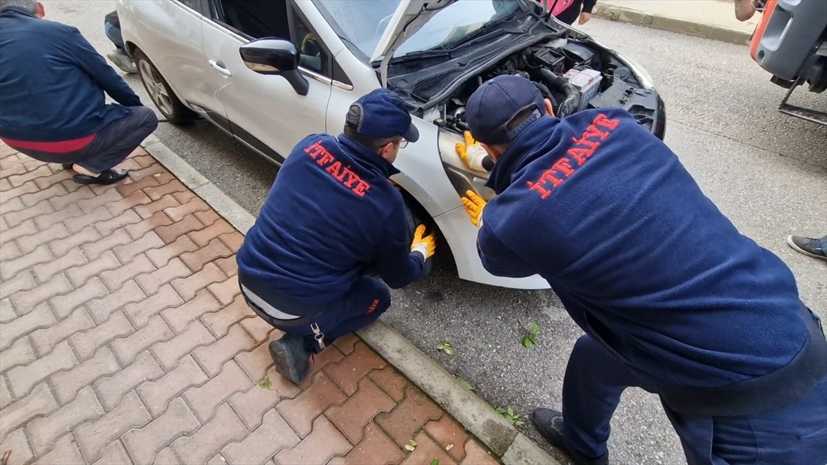 Kedi Yavrularını Kurtarma Operasyonu