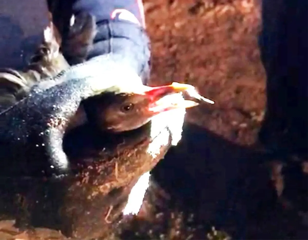 Kütahya\'da Yaralı Karabatak Yavrusuna Şefkat Eli