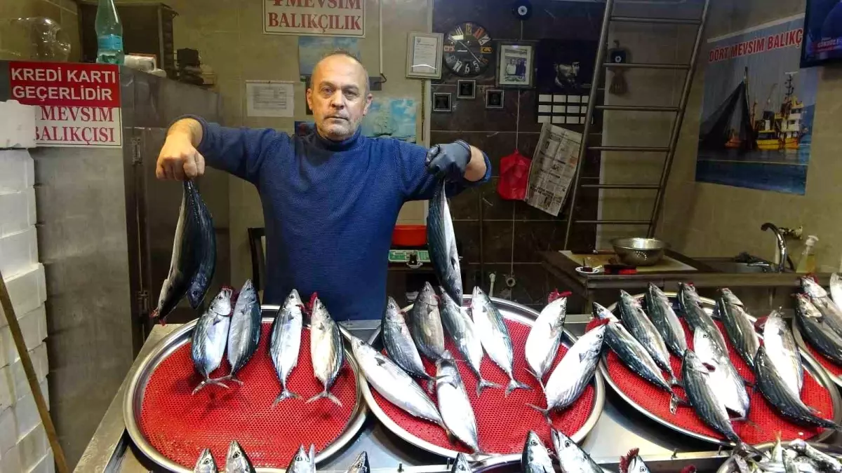 Palamut fiyatları yükselmeye devam ediyor